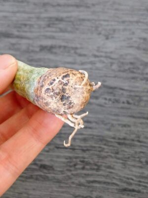 プラントブラザーズ