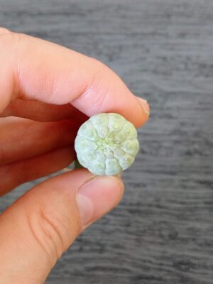 プラントブラザーズ