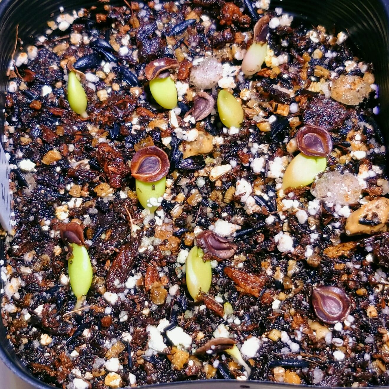 ホワイトスロアネア・クラサの実生苗