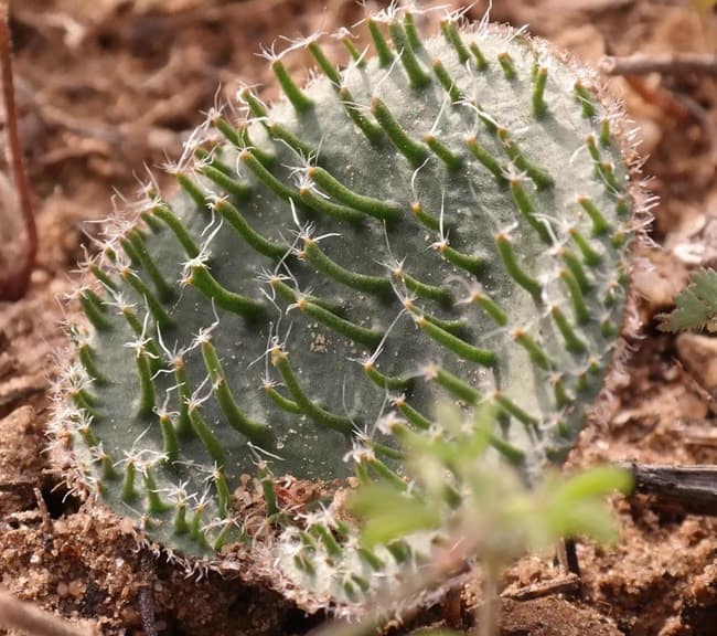 12珍奇植物‼️Eriospermum Erinumエリオスペルマム sp.新品種