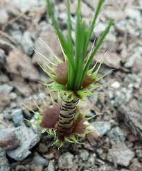 プラントブラザーズ