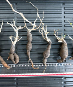 【植物】オペルクリカリア・パキプス中　根ざし（苗は選べません）