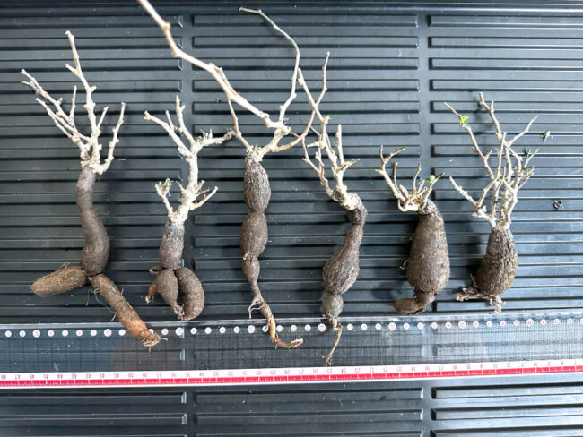 【植物】オペルクリカリア・パキプス中　根ざし（苗は選べません）