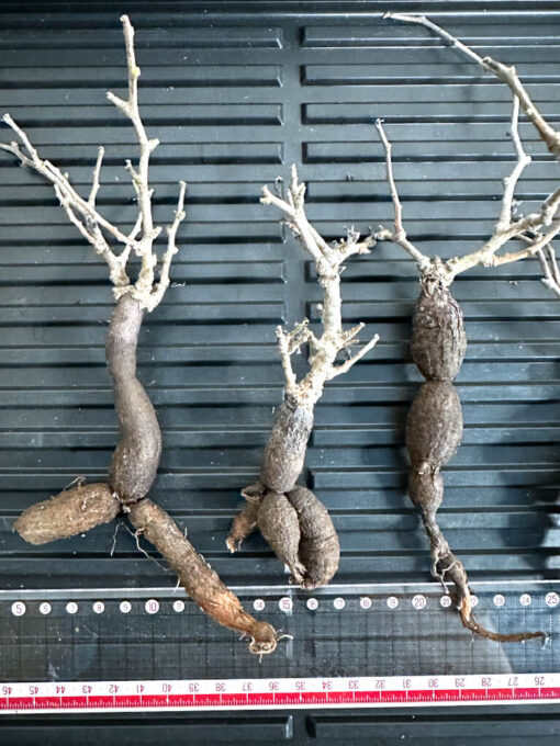 【植物】オペルクリカリア・パキプス中　根ざし（苗は選べません） - 画像 (3)