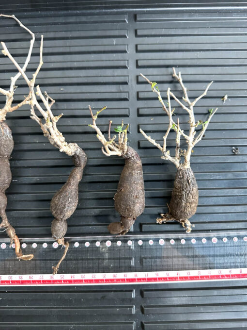【植物】オペルクリカリア・パキプス中　根ざし（苗は選べません） - 画像 (4)