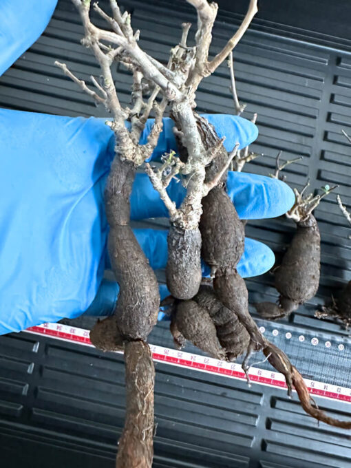 【植物】オペルクリカリア・パキプス中　根ざし（苗は選べません） - 画像 (5)