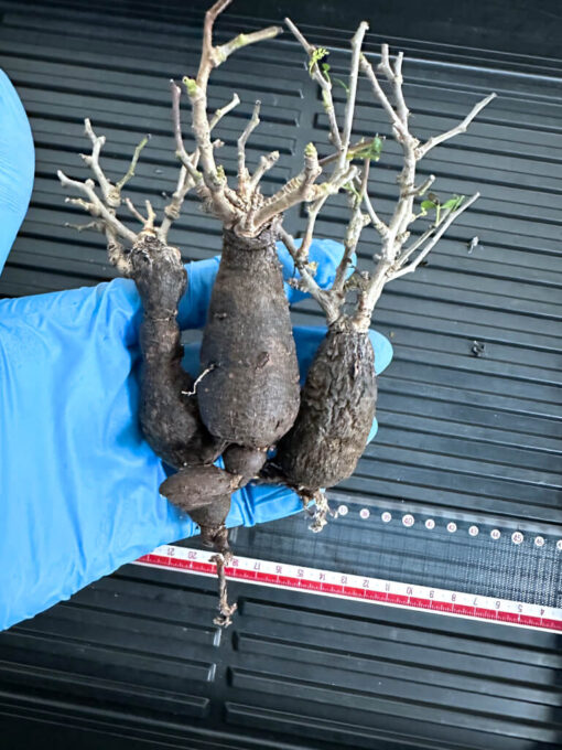 【植物】オペルクリカリア・パキプス中　根ざし（苗は選べません） - 画像 (6)