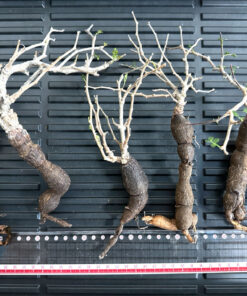 【植物】オペルクリカリア・パキプス大　根ざし（苗は選べません）
