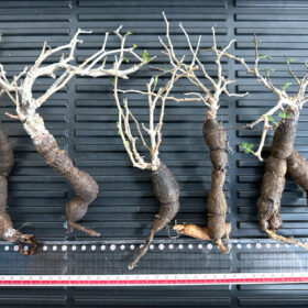 【植物】オペルクリカリア・パキプス大　根ざし（苗は選べません）