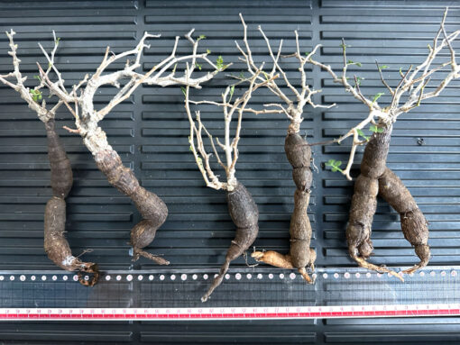 【植物】オペルクリカリア・パキプス大　根ざし（苗は選べません）