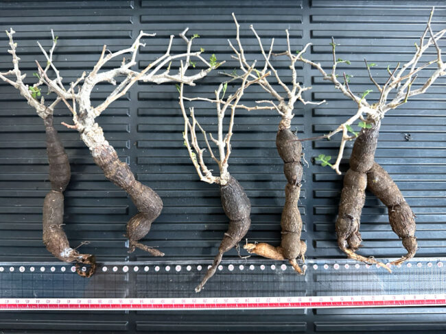 【植物】オペルクリカリア・パキプス大　根ざし（苗は選べません）