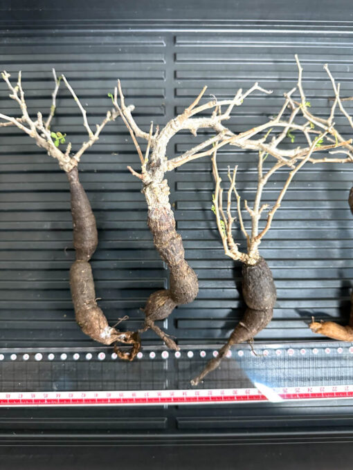 【植物】オペルクリカリア・パキプス大　根ざし（苗は選べません） - 画像 (2)