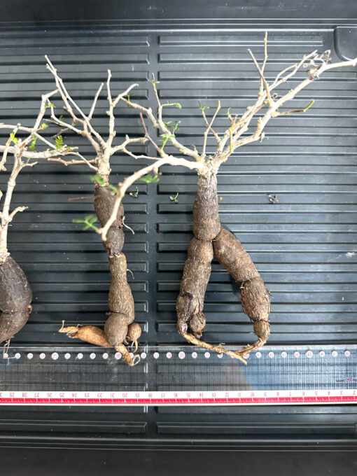 【植物】オペルクリカリア・パキプス大　根ざし（苗は選べません） - 画像 (3)