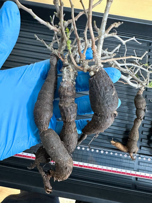 【植物】オペルクリカリア・パキプス大　根ざし（苗は選べません） - 画像 (4)