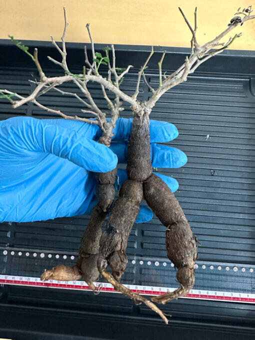 【植物】オペルクリカリア・パキプス大　根ざし（苗は選べません） - 画像 (5)