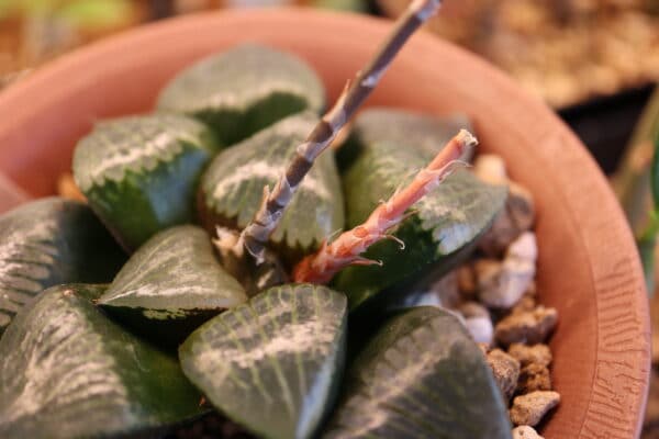 プラントブラザーズ