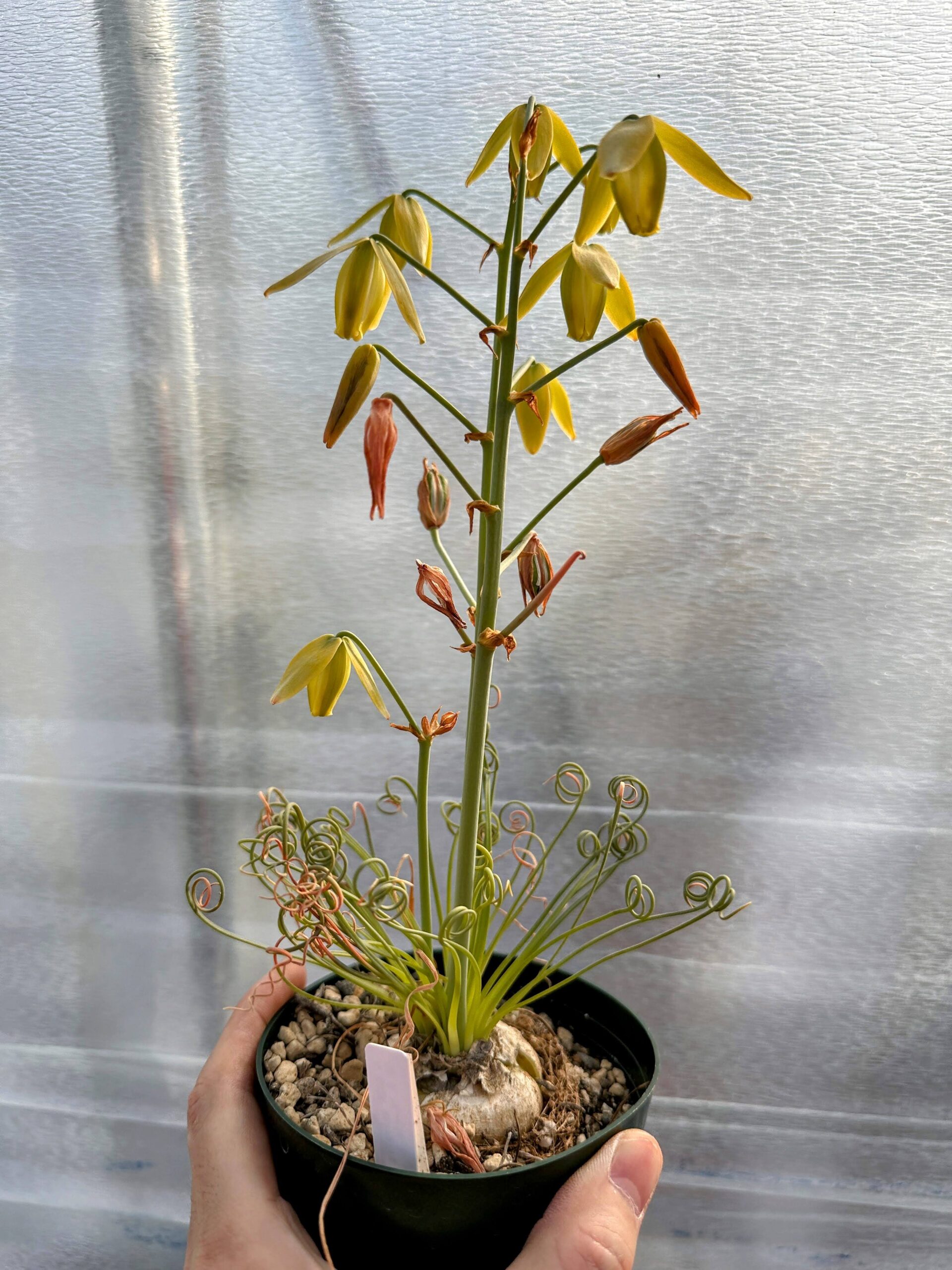 種子】アルブカ・スピラリス 20s Albuca spiralis | プラントブラザーズ