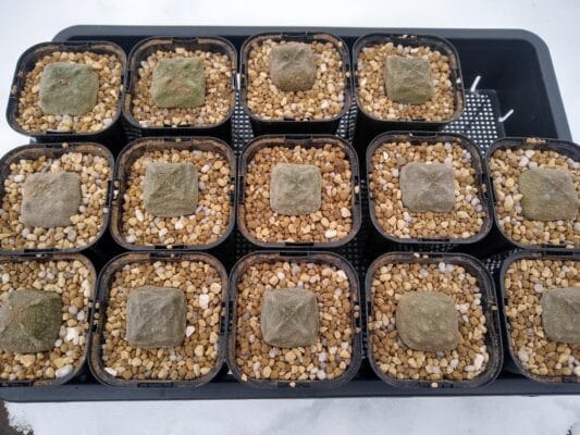 プラントブラザーズ