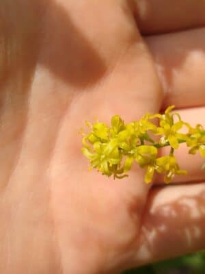 プラントブラザーズ