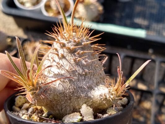 プラントブラザーズ