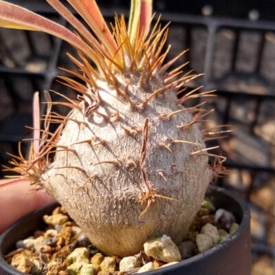 プラントブラザーズ