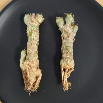 プラントブラザーズ