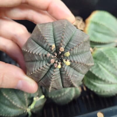 プラントブラザーズ