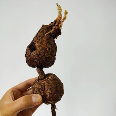 プラントブラザーズ