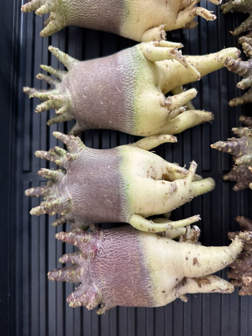 【期間限定】アデニウム・アラビカム ブラックスキン  　Adenium arabicum ‘Black skin’ - 画像 (2)