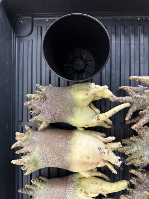 【期間限定】アデニウム・アラビカム ブラックスキン  　Adenium arabicum ‘Black skin’ - 画像 (3)