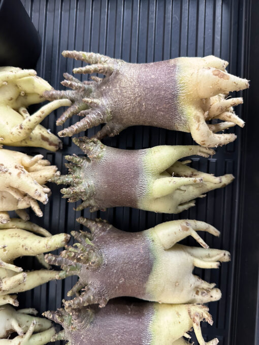 【期間限定】アデニウム・アラビカム ブラックスキン  　Adenium arabicum ‘Black skin’ - 画像 (5)