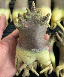 アデニウム・アラビカム ブラックスキン  　Adenium arabicum ‘Black skin’