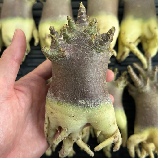 【期間限定】アデニウム・アラビカム ブラックスキン  　Adenium arabicum ‘Black skin’