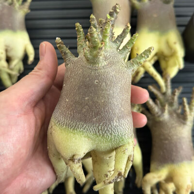 プラントブラザーズ