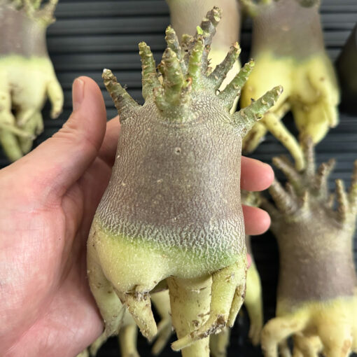 【期間限定】アデニウム・アラビカム ブラックスキン  　Adenium arabicum ‘Black skin’ - 画像 (7)