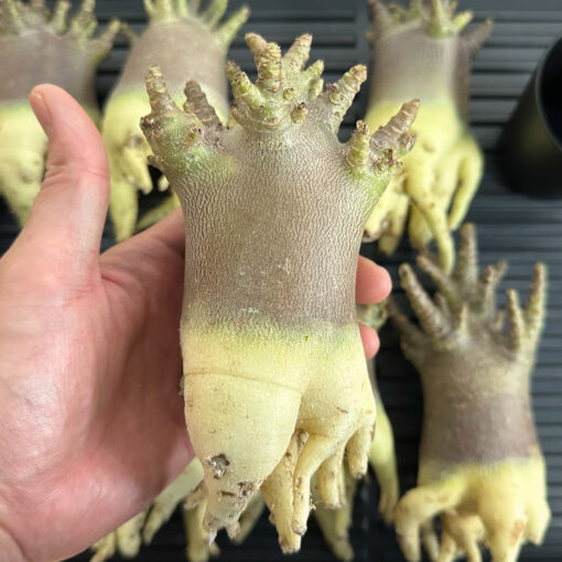 【期間限定】アデニウム・アラビカム ブラックスキン  　Adenium arabicum ‘Black skin’ - 画像 (8)