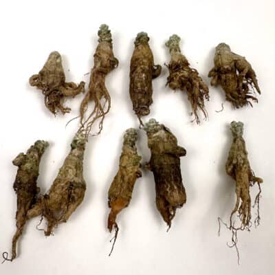 プラントブラザーズ