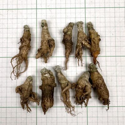 プラントブラザーズ