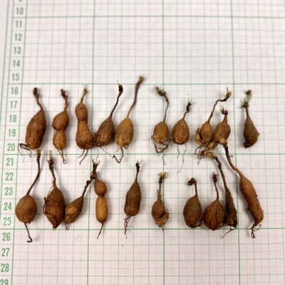 プラントブラザーズ