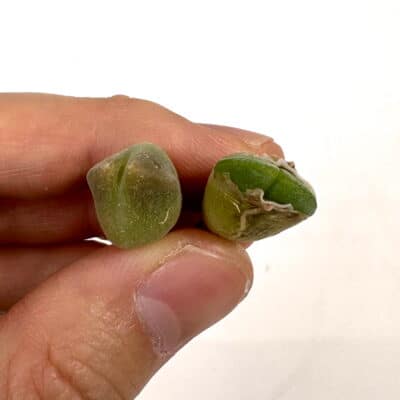 プラントブラザーズ