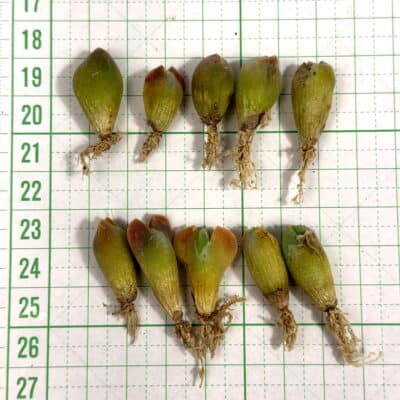 プラントブラザーズ