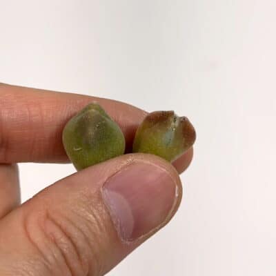 プラントブラザーズ