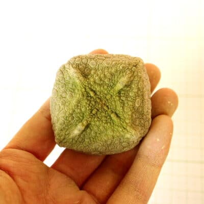 プラントブラザーズ