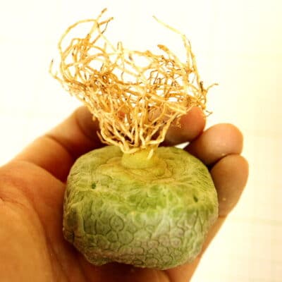 プラントブラザーズ