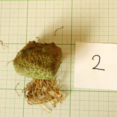 プラントブラザーズ