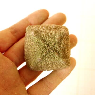 プラントブラザーズ