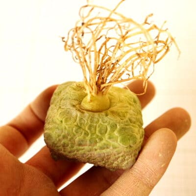 プラントブラザーズ