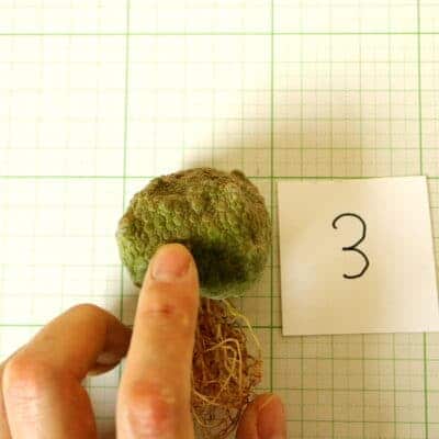 プラントブラザーズ