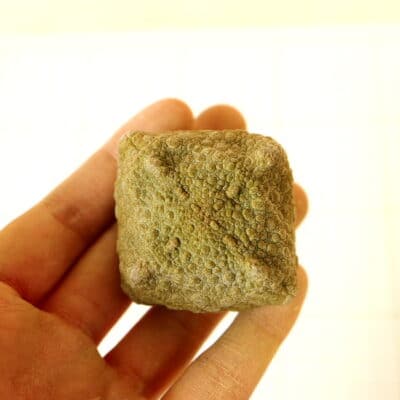 プラントブラザーズ