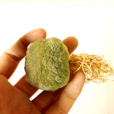 プラントブラザーズ